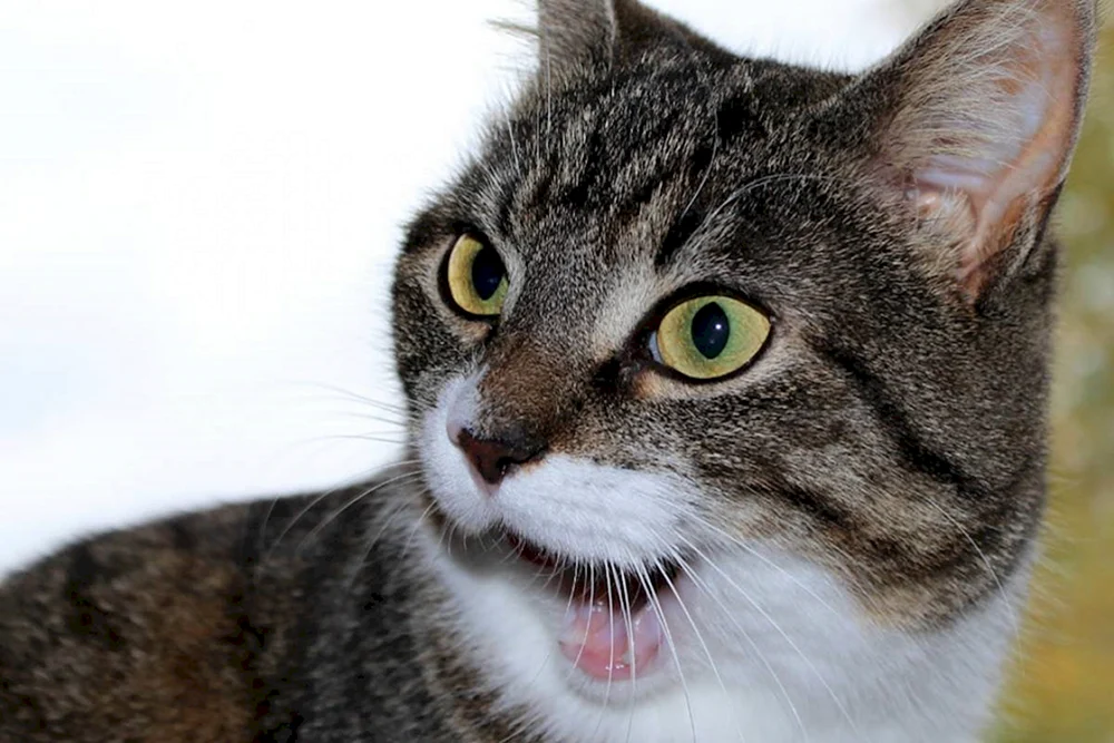 Eine Katze im Schockzustand