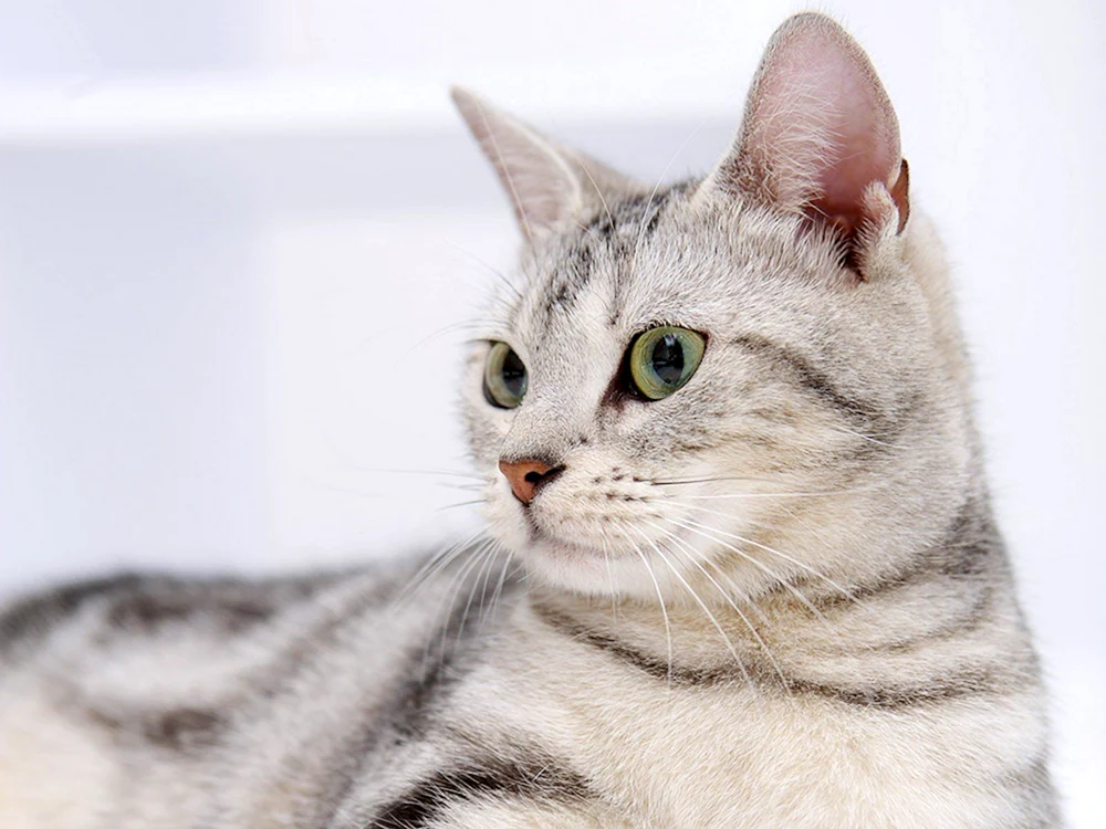 Grau-weiß Katze