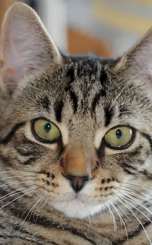 Europäisch Kurzhaar Katze