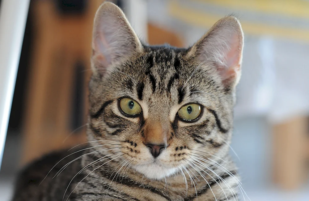Europäisch Kurzhaar Katze