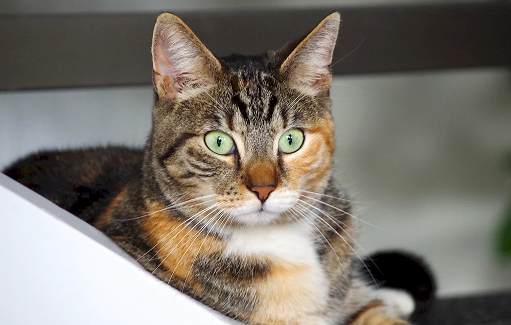 Europäisch Kurzhaar Katze