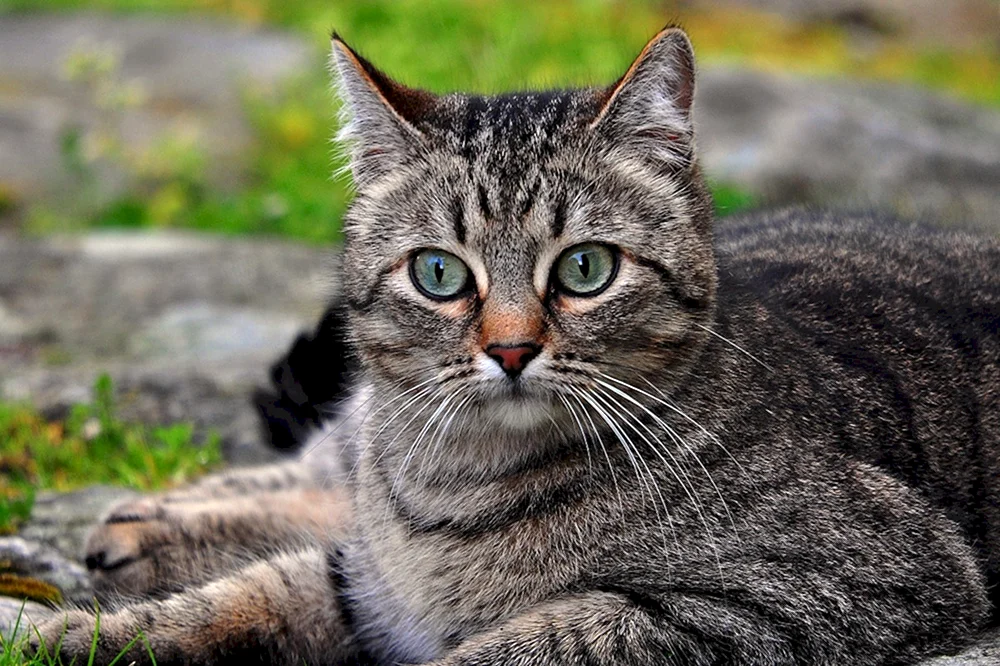 Europäisch Kurzhaar Katze
