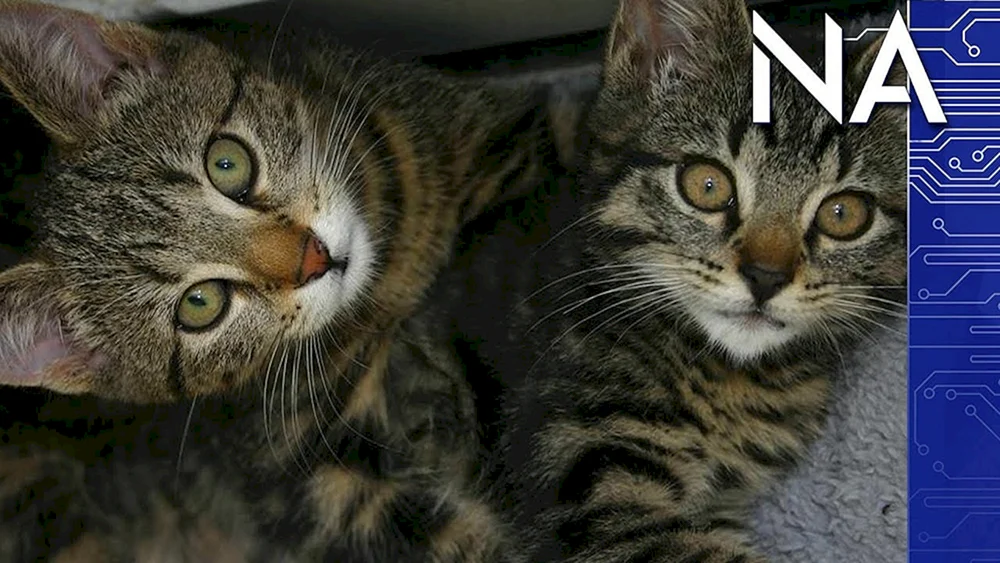 Europäisch Keltisch Kurzhaar Katze