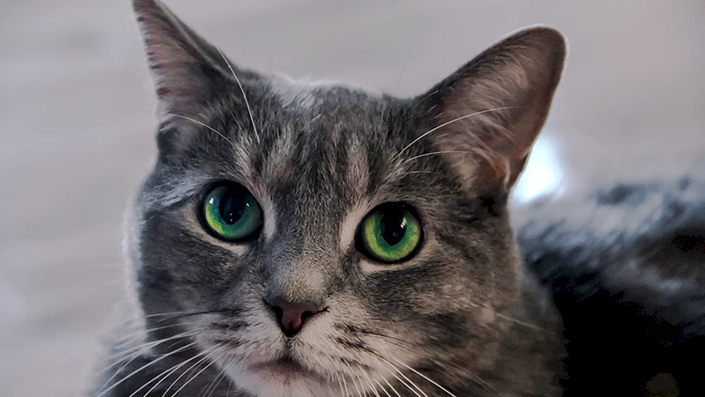 Europäische Kurzhaarkatze