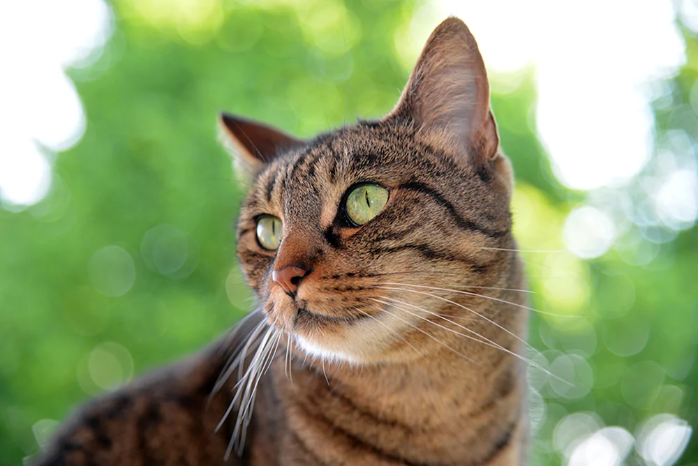 Katzen