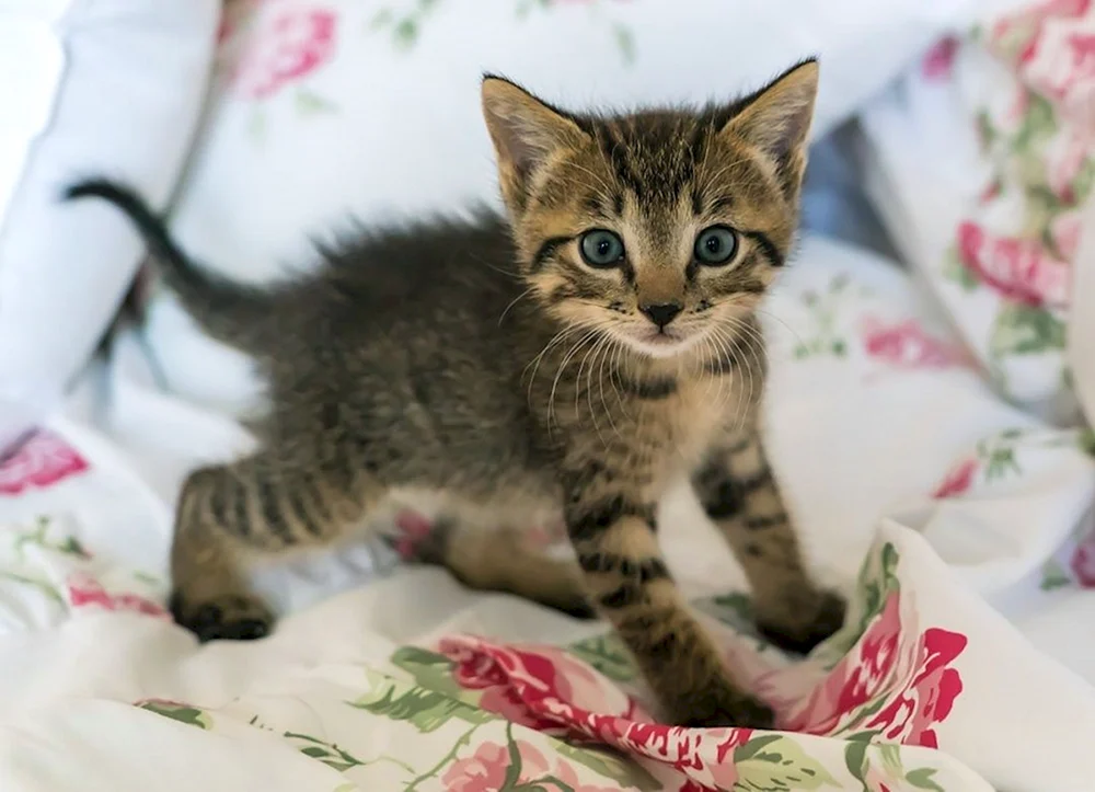 Europäische Kurzhaarkatze