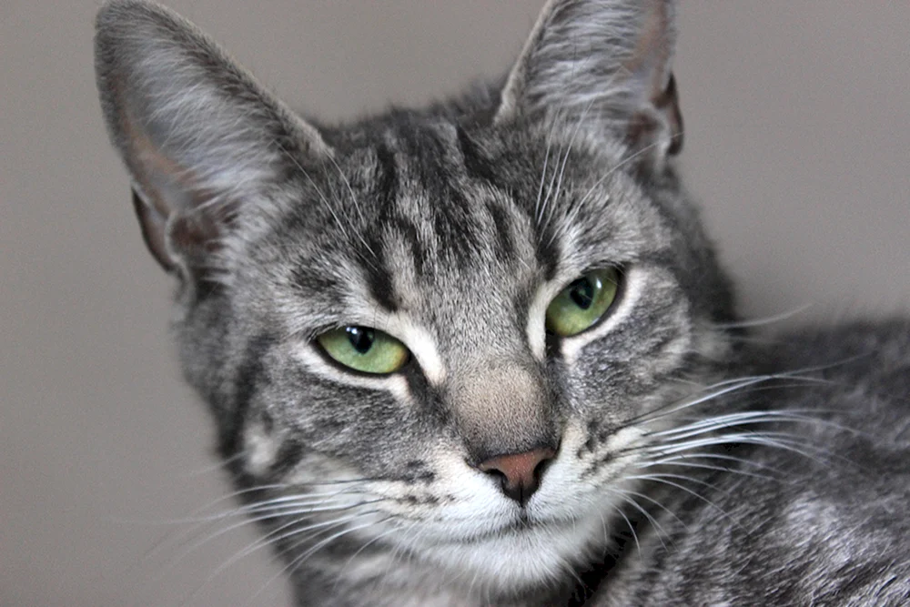 Europäisch Kurzhaar Katze