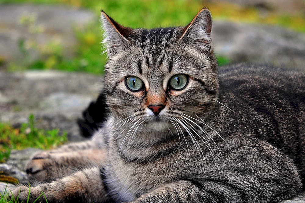 Europäisch Kurzhaar Katze