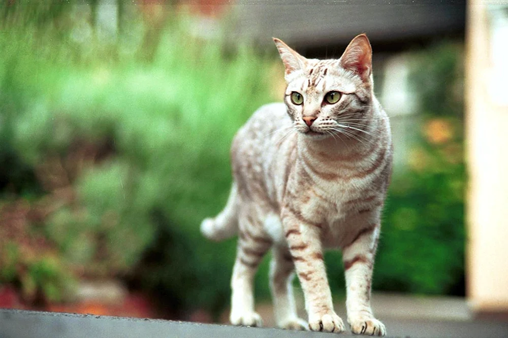 Katze stehend