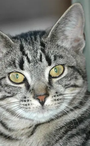 Europäische Kurzhaarkatze