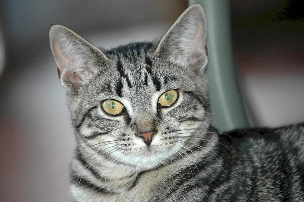 Europäisch Kurzhaar Katze