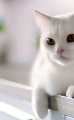 Europäische Kurzhaarkatze Weiß