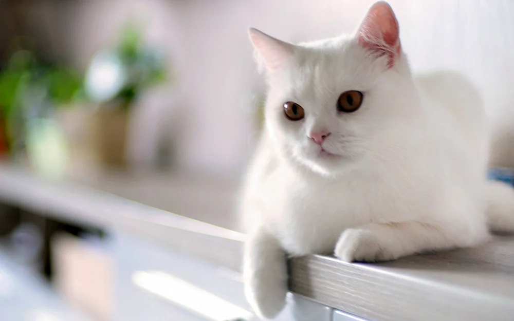 Europäische Kurzhaarkatze Weiß