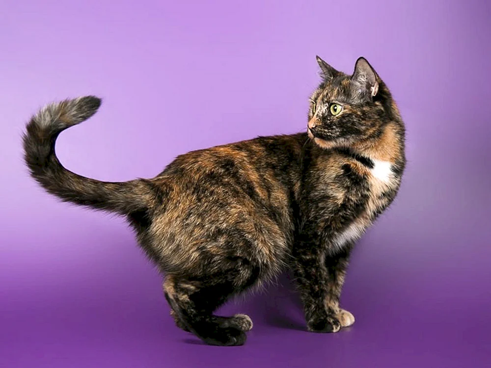 Europäische kurzhaarige schildpatt Katze