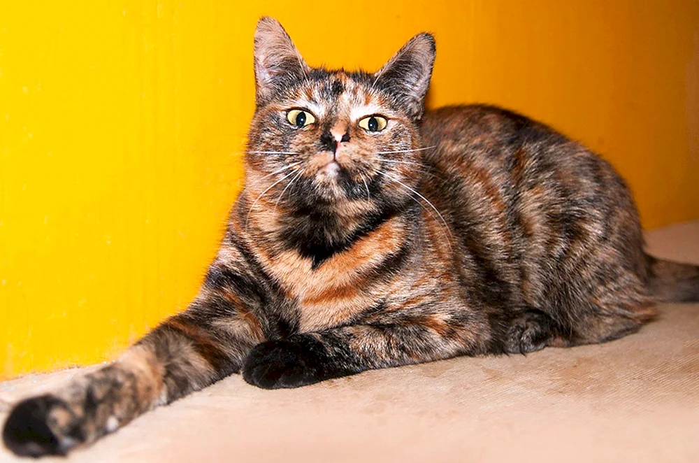 Ägyptische schildpatt Katze