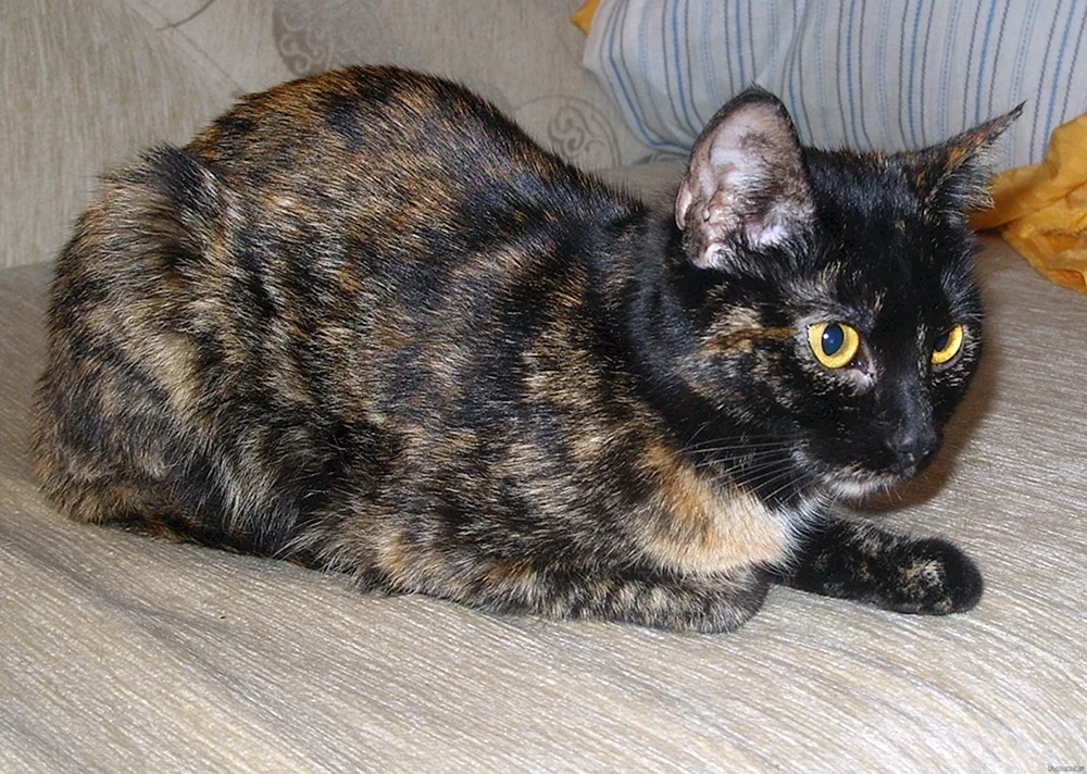 Europäisch Kurzhaar schildpatt Katze