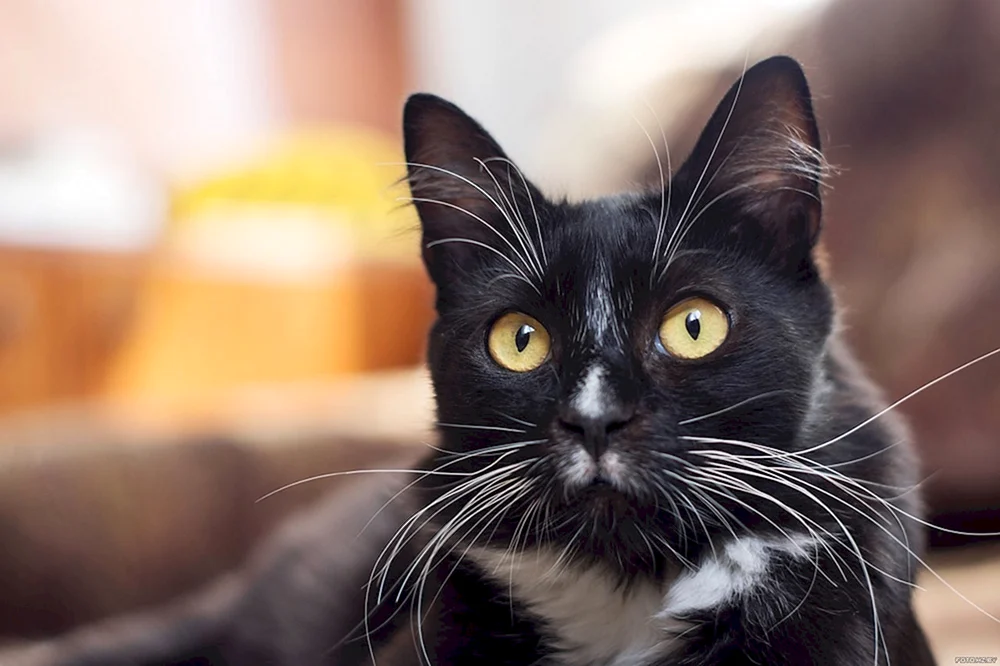 Barsik Katze schwarz