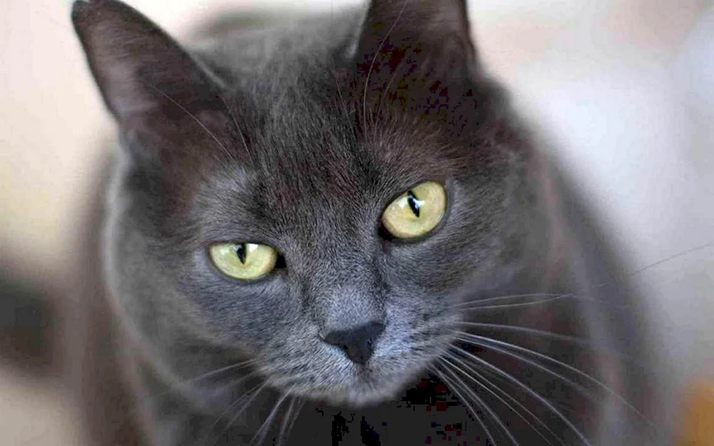Ochos azules Katze
