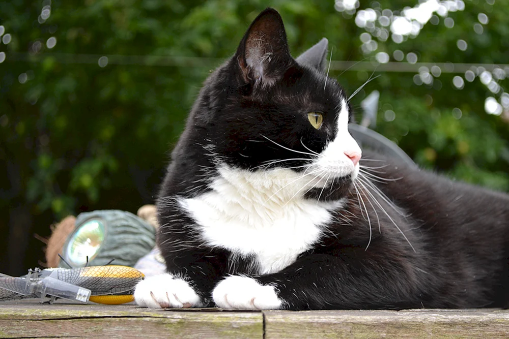 Europäische Kurzhaarkatze schwarz-weiß