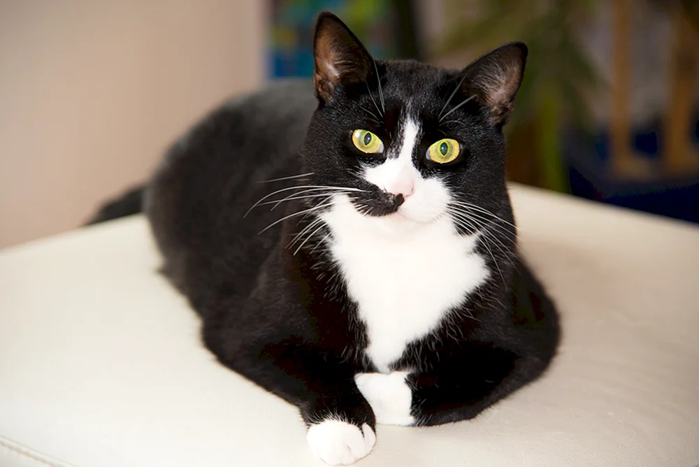 Europäische Kurzhaarkatze schwarz und weiß