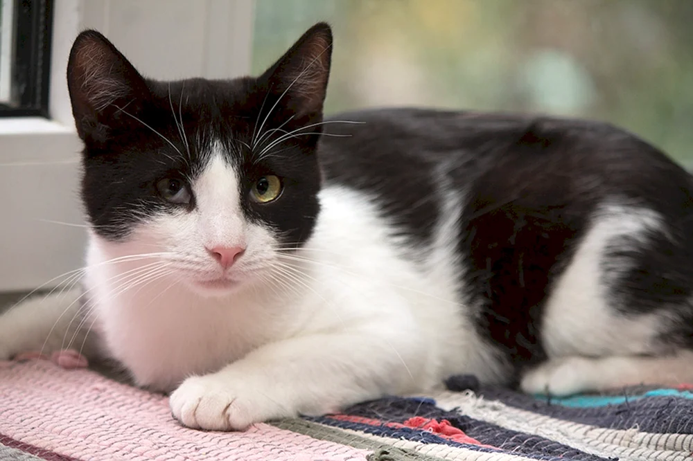 Amerikanische Kurzhaarkatze