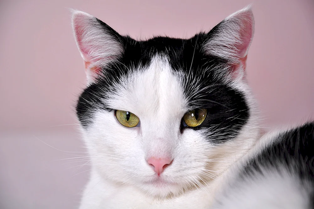 Europäische Kurzhaarkatze schwarz-weiß weißes Kätzchen mit schwarzen Flecken