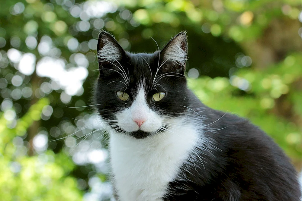 Europäische Kurzhaarkatze schwarz-weiß
