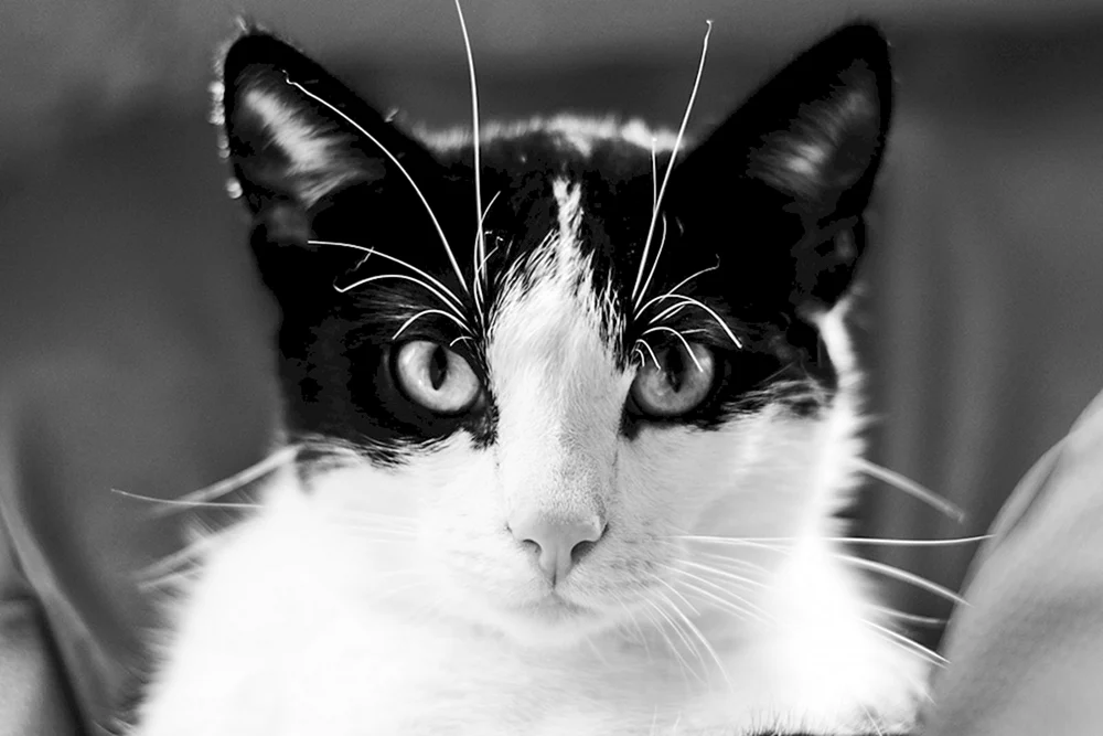 Europäische Kurzhaarkatze schwarz-weiß weiß