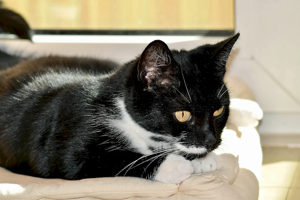 Europäische Kurzhaarkatze schwarz-weiße Katze weiß