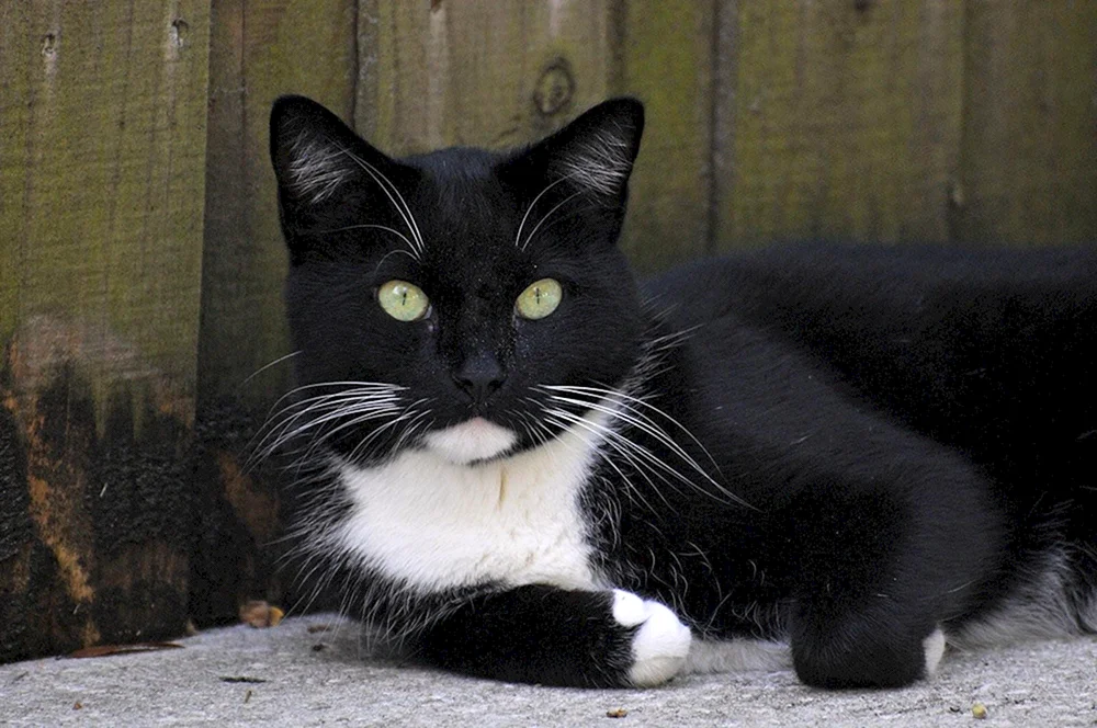 Europäische Kurzhaarkatze schwarz-weiß