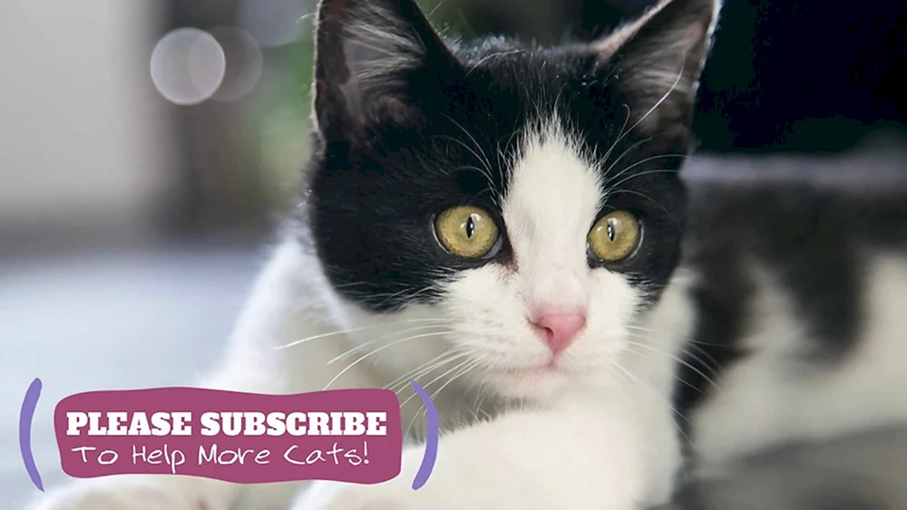Europäische Kurzhaarkatze schwarz-weiß