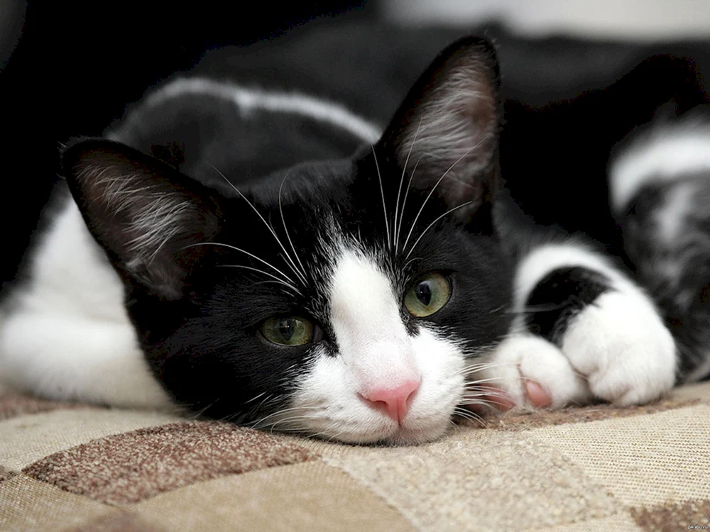 Europäische Kurzhaarkatze schwarz-weiß
