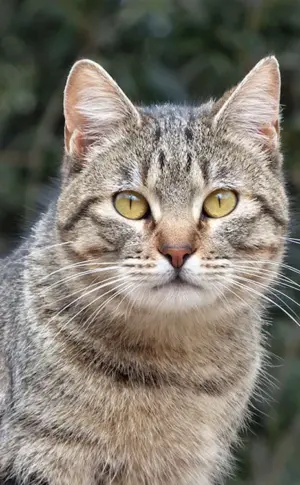 Europäisch Kurzhaar Katze Reed