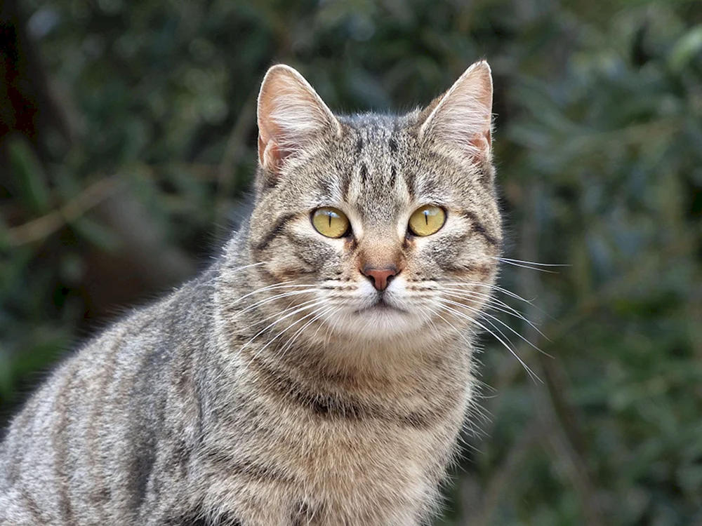 Europäisch Kurzhaar Katze Reed