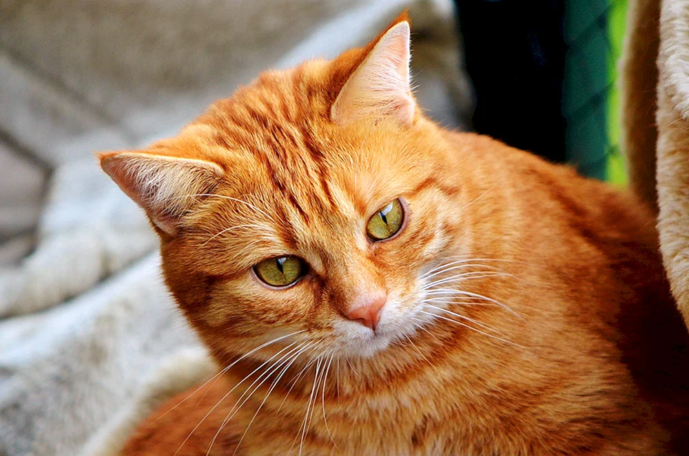 Europäische Kurzhaarkatze rot