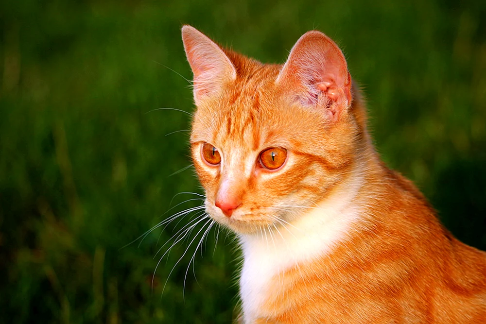 Europäisch Kurzhaar Katze rot