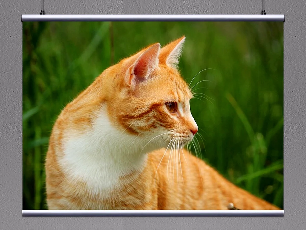 Europäische Kurzhaarkatze rot