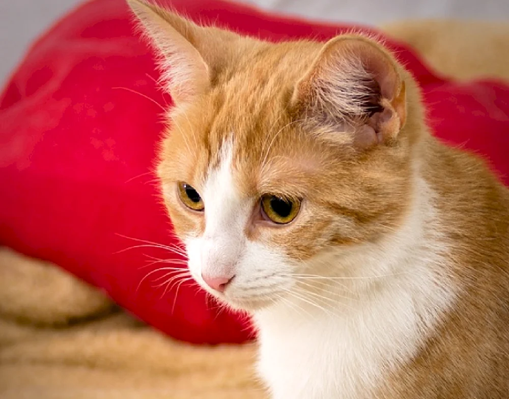 Europäische Kurzhaarkatze rot