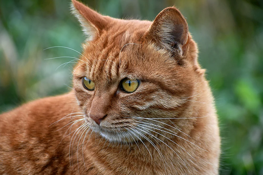 Europäisch Kurzhaar Katze rot