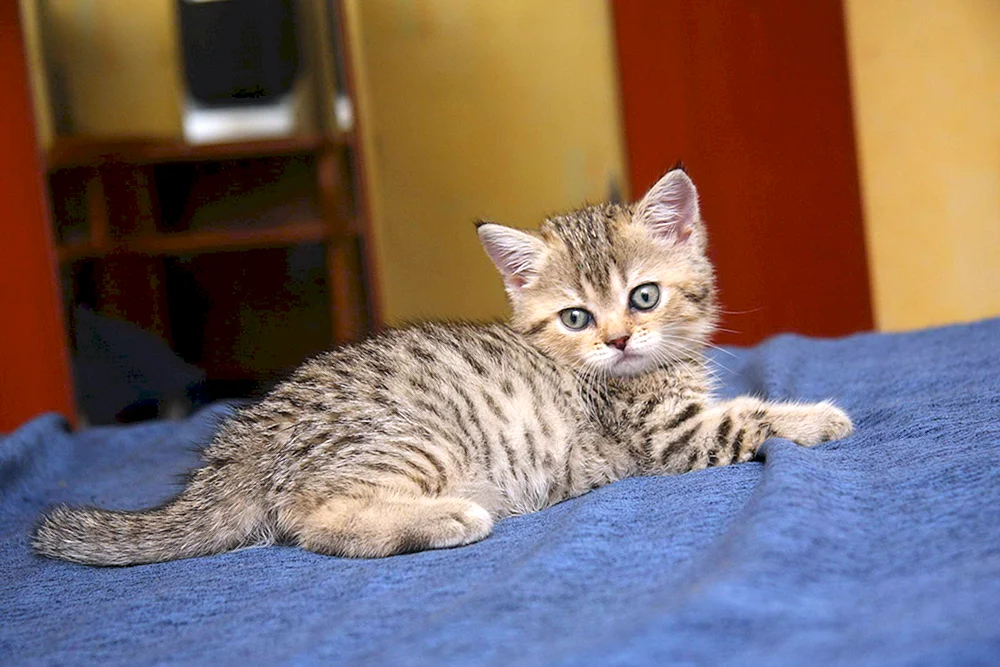 Britisch getigert Whiskas