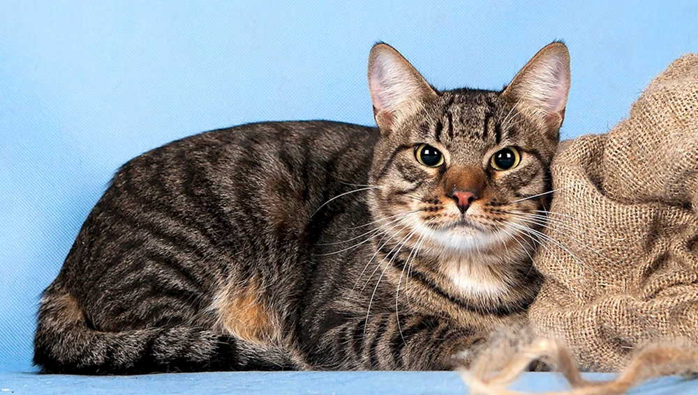 Europäisch Kurzhaar gestromte Katze