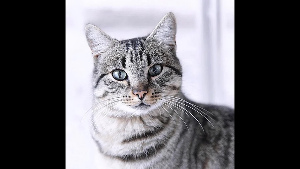 Tabby getigert gestreift