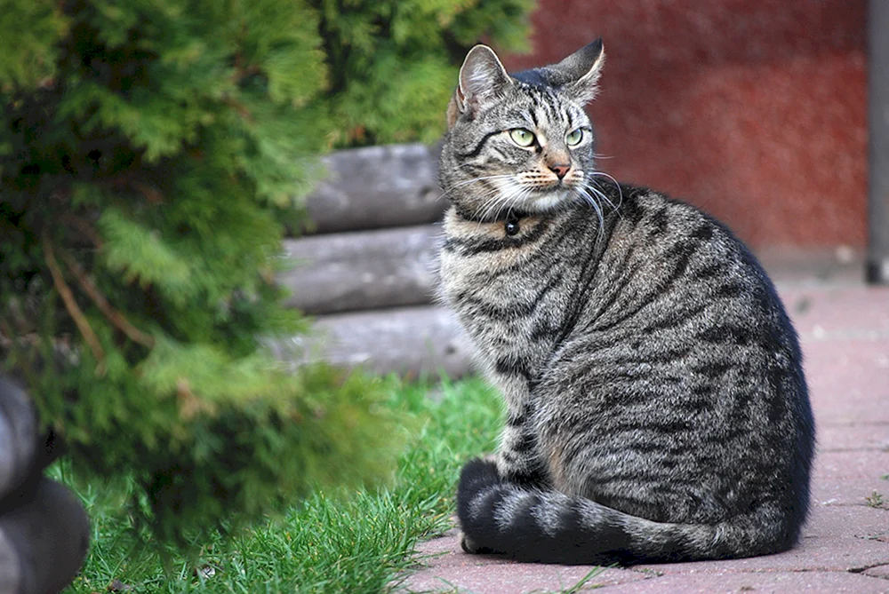 Europäische Kurzhaar-Tabby-Katze grau gestreift
