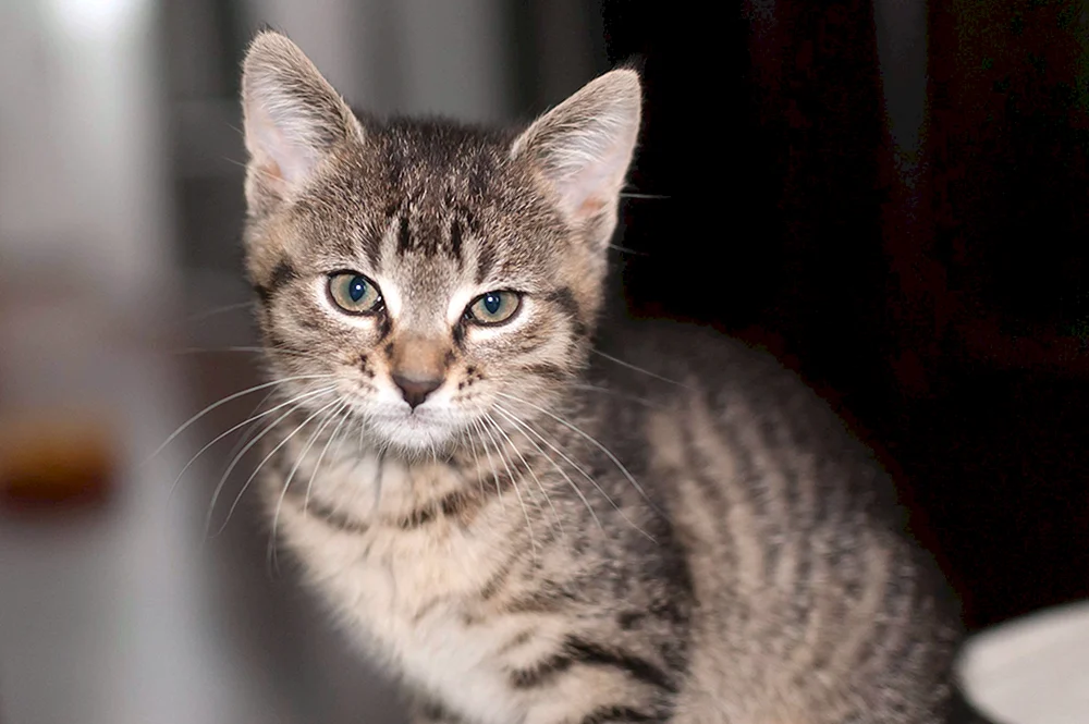 Europäisch Kurzhaar gestromte Katze