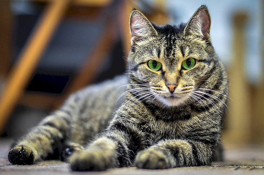 Europäisch Kurzhaar Katze