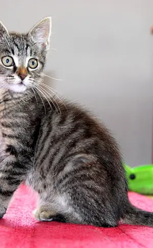 Europäisch Kurzhaar Tabby