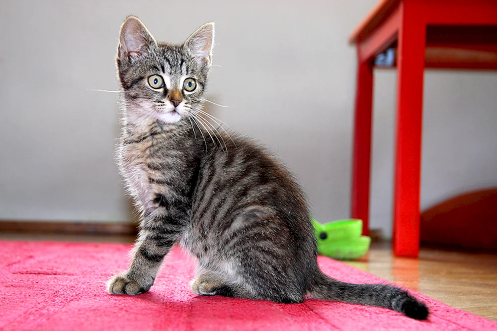 Europäisch Kurzhaar Tabby