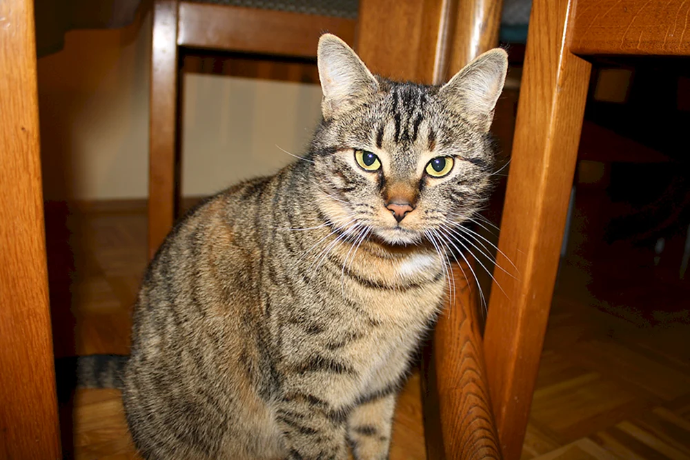 Europäisch Kurzhaar gestromt Katze tabby