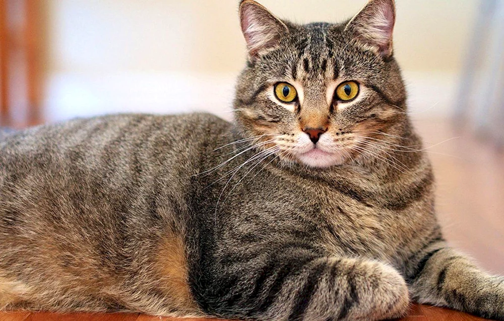 Tabby getigert