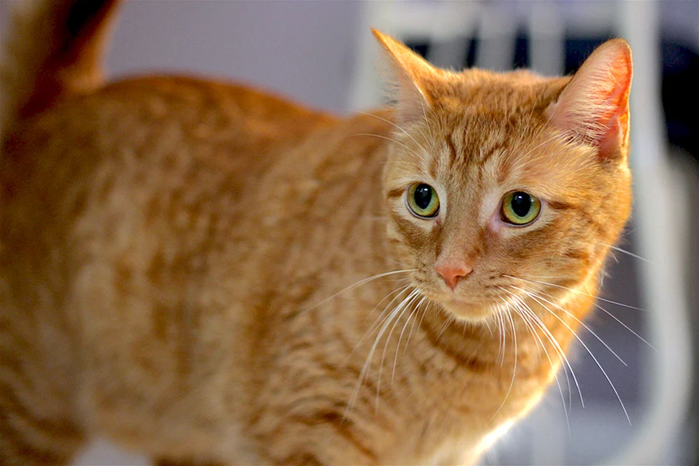 Europäische Kurzhaar tabby. ingwer